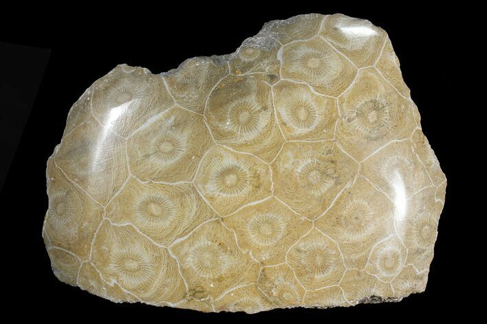 Polished Fossil Coral (Actinocyathus) Head - Morocco #72327